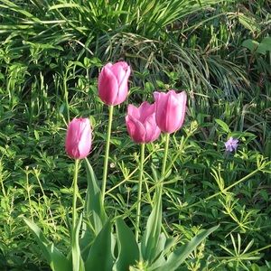 Meet your Posher, Suralia